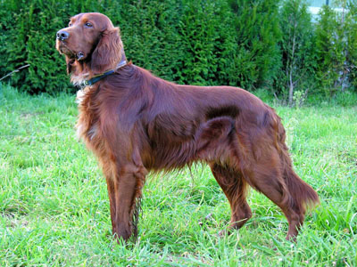 irishsetter01