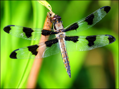 dragonfly02